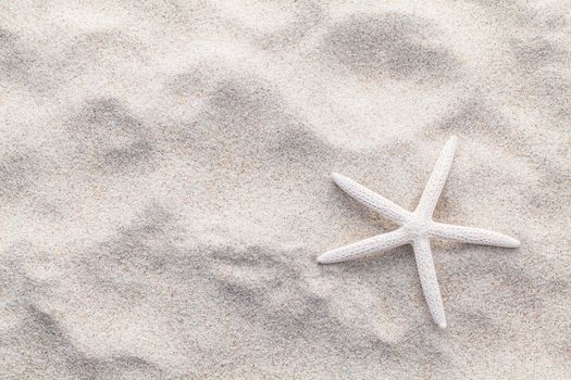 Sea shells,starfish and crab on beach sand for summer and beach concept. Studio shot beach background.