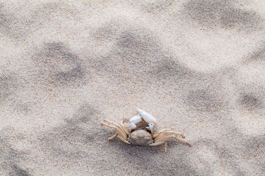 Sea shells,starfish and crab on beach sand for summer and beach concept. Studio shot beach background.