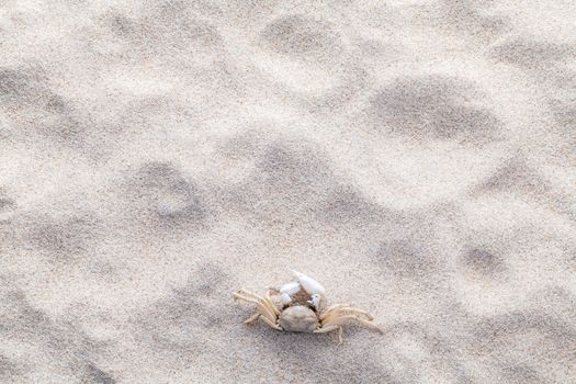 Sea shells,starfish and crab on beach sand for summer and beach concept. Studio shot beach background.