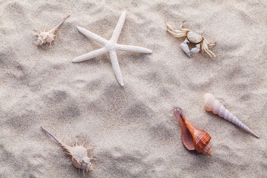 Sea shells,starfish and crab on beach sand for summer and beach concept. Studio shot beach background.