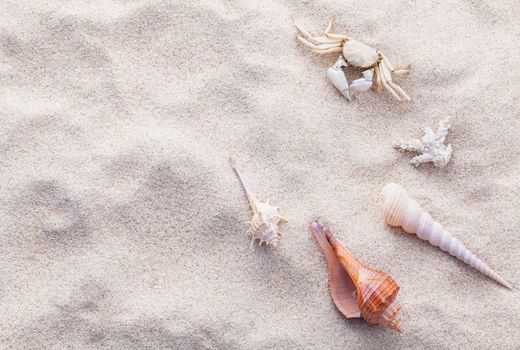 Sea shells,starfish and crab on beach sand for summer and beach concept. Studio shot beach background.