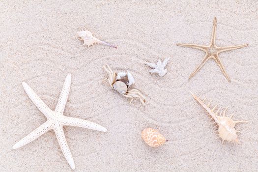 Sea shells,starfish and crab on beach sand for summer and beach concept.