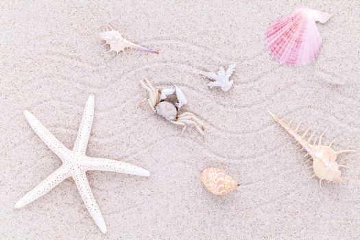 Sea shells,starfish and crab on beach sand for summer and beach concept.