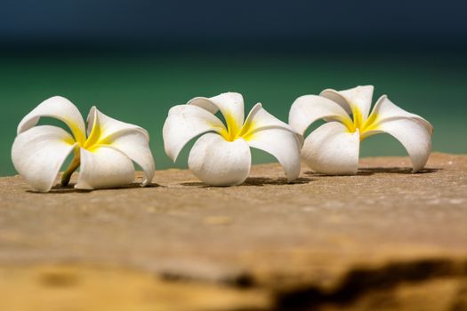 A nice view of composition of typical floweers in Zanzibar.