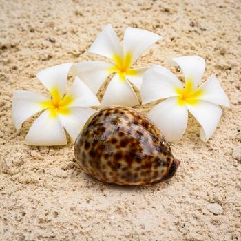 A nice flowers and seashell in Zanzibar,Tanzania africa.