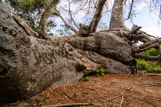 This is a Baobab tree fell due to a hurricane that hit the island of Zanzibar. 
The Baobab despite being dropped continues to live and grow and this makes it unique in the world. 
Zanzibar, Tanzania