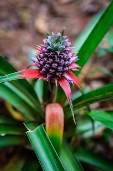 a little pinapple plant in Zanzibar