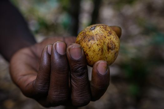 Nutmeg in Zanzibar.Tanzania