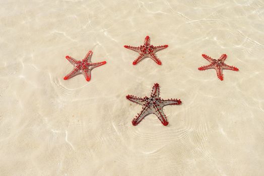 a nice view of four starfish underwater ocean indian in Zanzibar island.Tanzania