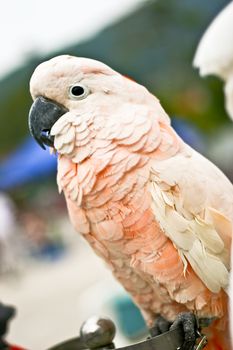 Moluccan Cockatoo (parrot) with blur background