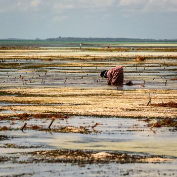 A woman worker when take algae in Zanzibar,Tanzania africa.
