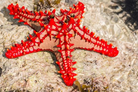 A wonderful starfish in zanzibar,Indian Ocean.