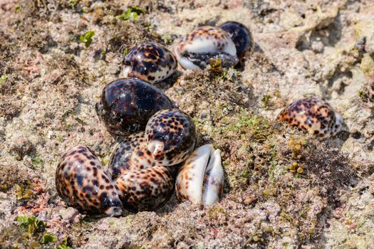 Shells in Zanzibar Tanzania