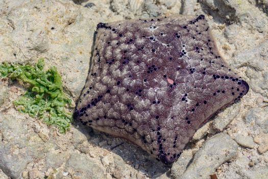 a nice view of seashell in Zanzibar island,Tanzania.