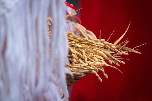 The grain natural and nutritious food, transported here in a typical basket of the peasants of northern Italy.