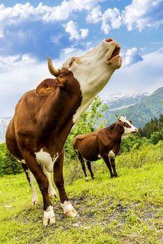 Cow, farm animal in the french alps, Abondance race cow, savy, beaufort sur Doron