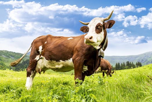 Cow, farm animal in the french alps, Abondance race cow, savy, beaufort sur Doron