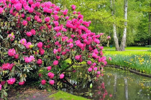 Green park Keukenhof, lake in flower garden
