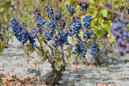 purple red grapes with green leaves on the vine