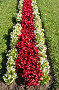 famous flower design in garden, colorand ornament  arangement