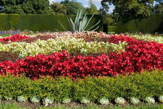 famous flower design in garden, colorand ornament  arangement