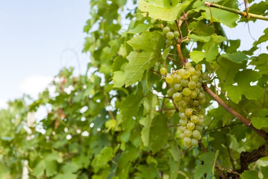grapes on Vineyards under Palava. Czech Republic - South Moravian Region wine region