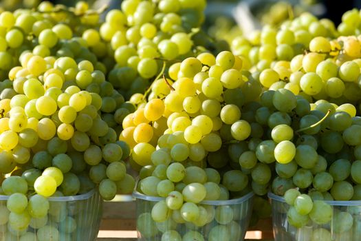 harvested grapes on Vineyards under Palava. Czech Republic - South Moravian Region wine region