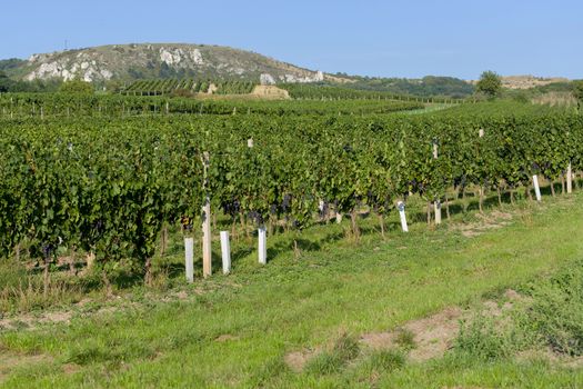 Vineyards under Palava. Czech Republic - South Moravian Region wine region