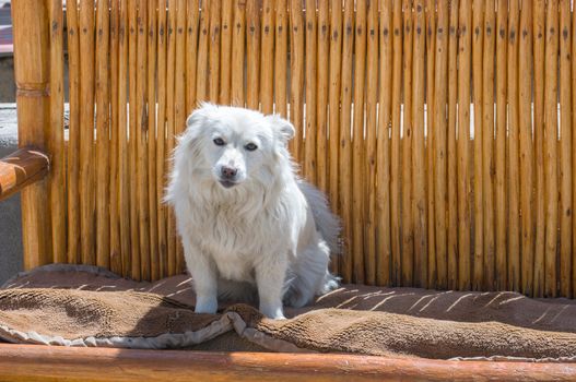 closed up the white dog is at outdoor