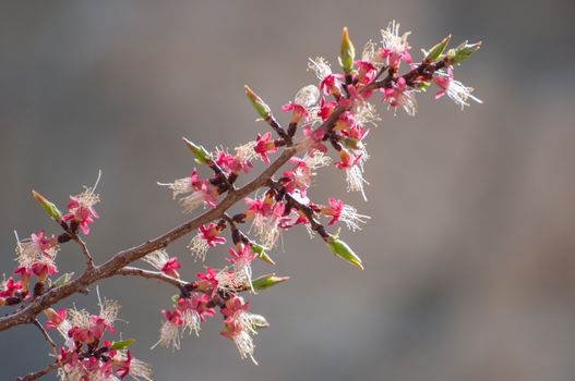 closed up the plum flower in Leh, India