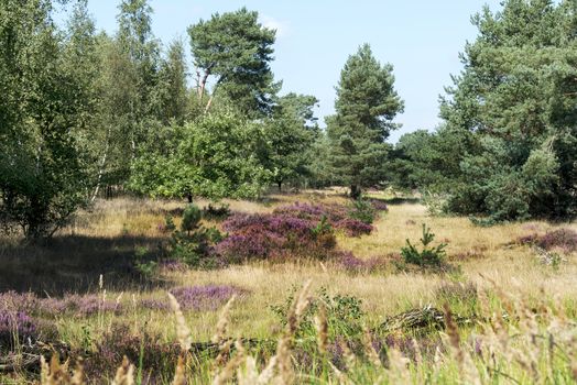 heath and green trees in holland nature hooge veluwe near the city of Kootwijk