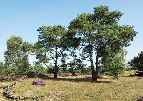 heath and green trees in holland nature hooge veluwe near the city of Kootwijk