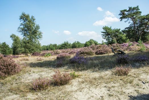erica heather field in holland near Kootwijk Hooge Veluwe