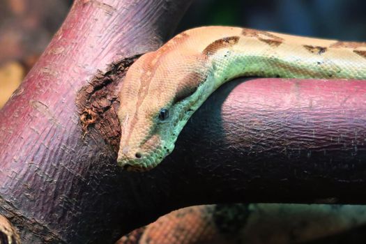 Head of a fine example of a boa constrictor, about 3 meters long