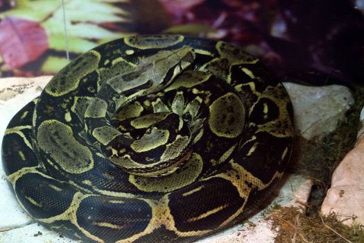 Large specimen of boa constrictors, about 4 meters long, coiled