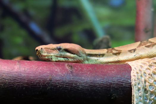 Fine example of a boa constrictor, about 3 meters long, on a tree branch. the skin that has changed is visible on the branch in the lower righ