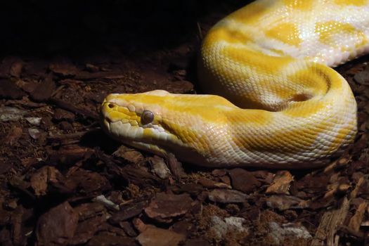 View of a beautiful and large albino python long over 3 meters