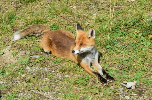 European Fox Lying Down