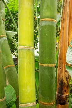 Bamboo sprouts forest