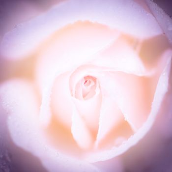 Fragile petals of white rose, soft focus