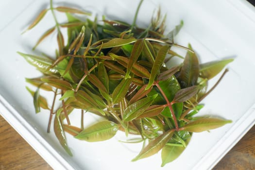 Fresh green olive leaves and lettuce leaves on white plate for food or cooking concept (selective focus)