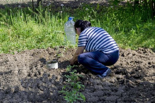 Organic farming of tomato in green house. Hands holding seedlings put  in the hole, Bulgaria