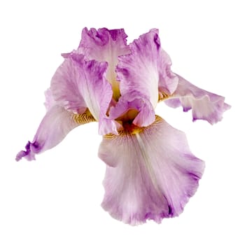 Violet flower of iris, isolated on white background