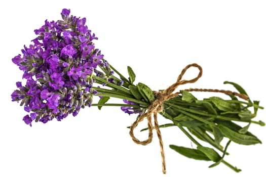 Bouquet of violet wild lavender flowers in dewdrops and tied with bow, isolated on white