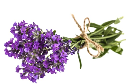 Bouquet of violet wild lavender flowers, tied with bow, isolated on white