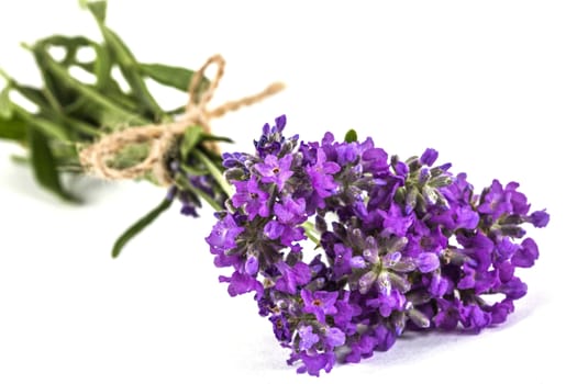 Bouquet of violet wild lavender flowers, tied with bow, isolated on white