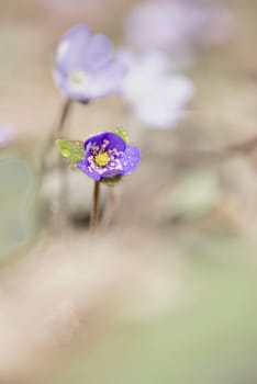 Detail of a hepatica flower isolated in blurred scene.