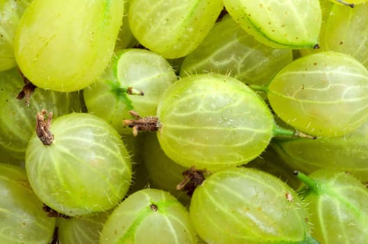 White fresh juicy close-up of gooseberries food background.