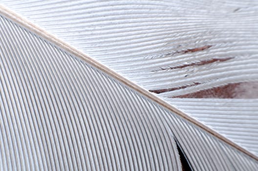 Detail of nice light stork feather texture.