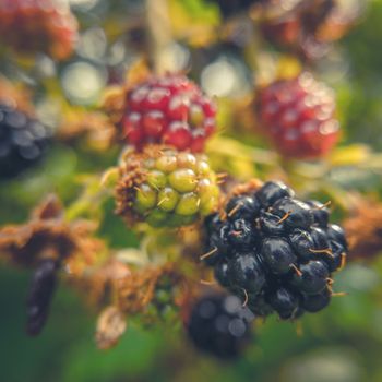 Retro Filtered Image Of Ripe Wild Blackberries (With Shallow DoF)